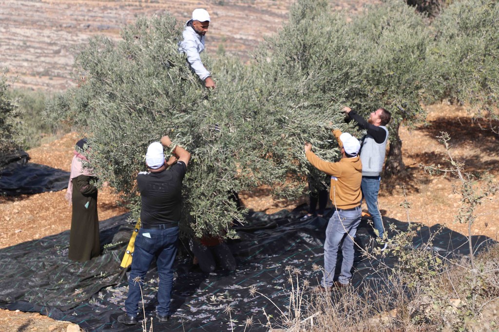 巴勒斯坦被占领土西岸地区，2025年10月，橄榄收获时节。